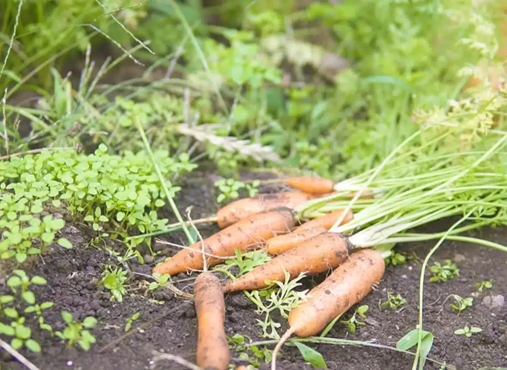 畑で収穫した人参