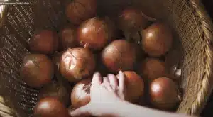 玉ねぎの可能性を感じるオニオンスコーン 籠に入った玉ねぎ